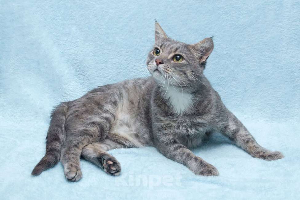 Кошки в Москве: Пушок ждет свою семью!  Мальчик, Бесплатно - фото 3