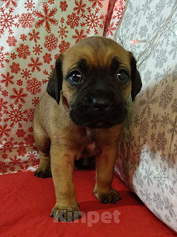 Собаки в других городах Краснодарского края: Кане-Корсо, щенок Девочка, 20 000 руб. - фото 3