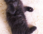 Кошки в Долгопрудном: Британские кошечки Девочка, 3 500 руб. - фото 1