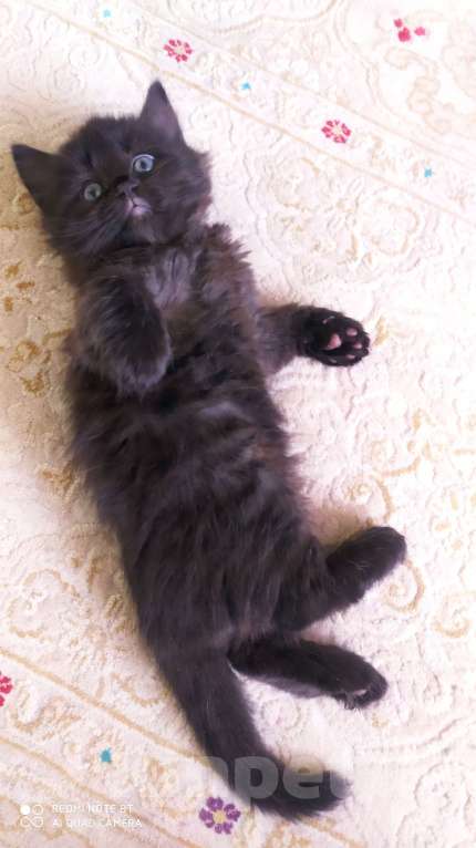 Кошки в Долгопрудном: Британские кошечки Девочка, 3 500 руб. - фото 1