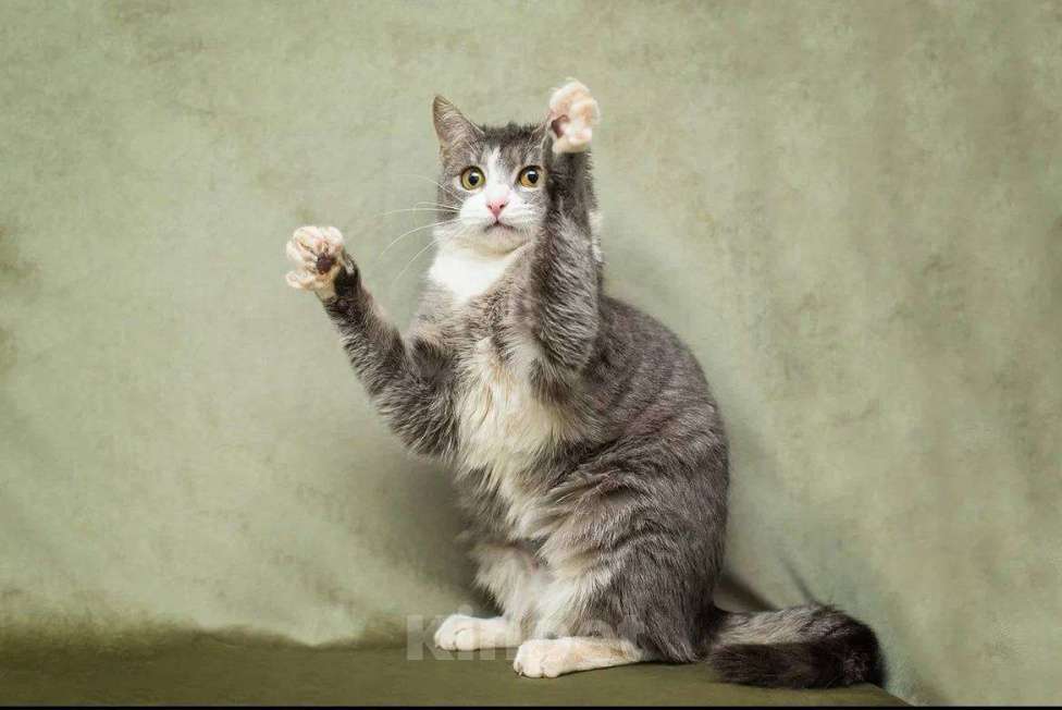 Кошки в Москве: Кошечка Бри ищет дом Девочка, Бесплатно - фото 4