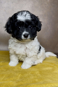 Мальтипу- девочка.