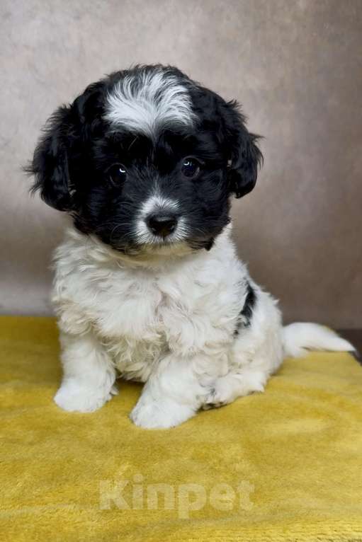 Собаки в Москве: Мальтипу- девочка. Девочка, Бесплатно - фото 1