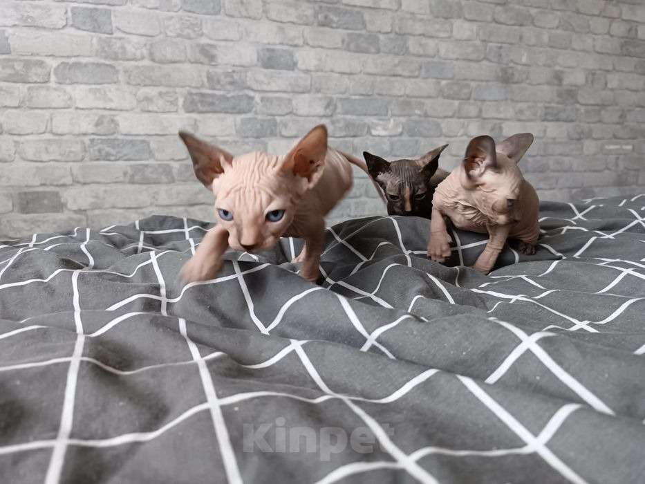 Кошки в Москве: Сфинксы канадские Мальчик, 9 000 руб. - фото 2