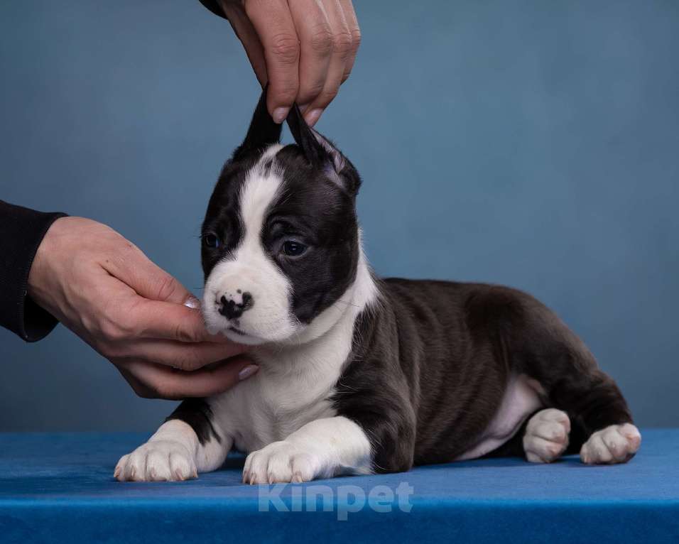 Собаки в Санкт-Петербурге: Девочки доступны к продаже Девочка, Бесплатно - фото 4
