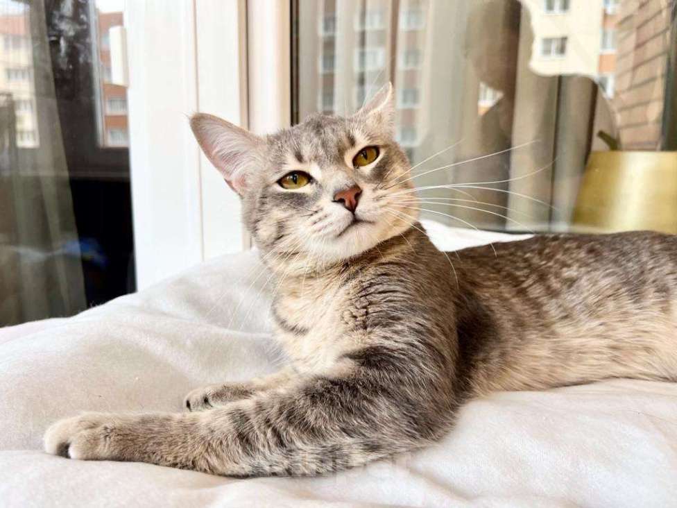 Кошки в Москве: Сноу - молодой котик ищет дом, в добрые руки Девочка, Бесплатно - фото 6