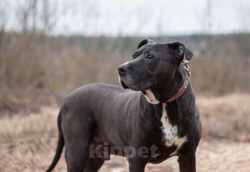 Собаки в Москве: Американский стаффордширский терьер Парс в приюте в дар Мальчик, 1 руб. - фото 4