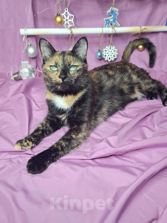 Кошки в Москве: Кошка с невероятными глазами в добрые руки  Девочка, Бесплатно - фото 3