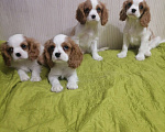Собаки в Москве: Кавалер Кинг Чарльз щенки. Мальчик, 70 000 руб. - фото 4