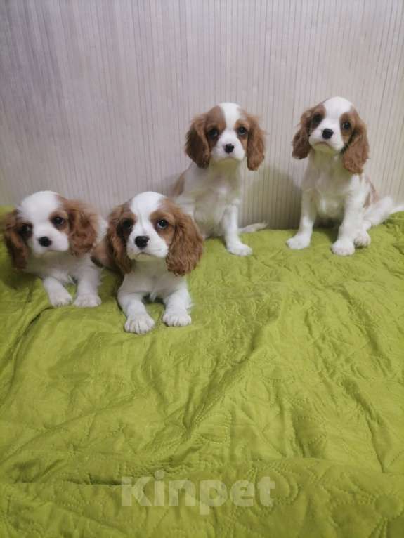 Собаки в Москве: Кавалер Кинг Чарльз щенки. Мальчик, 70 000 руб. - фото 4