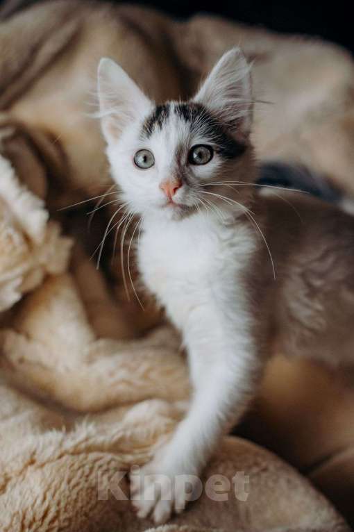 Кошки в Москве: Котята Симба и Пуфик ищут дом! Мальчик, Бесплатно - фото 4