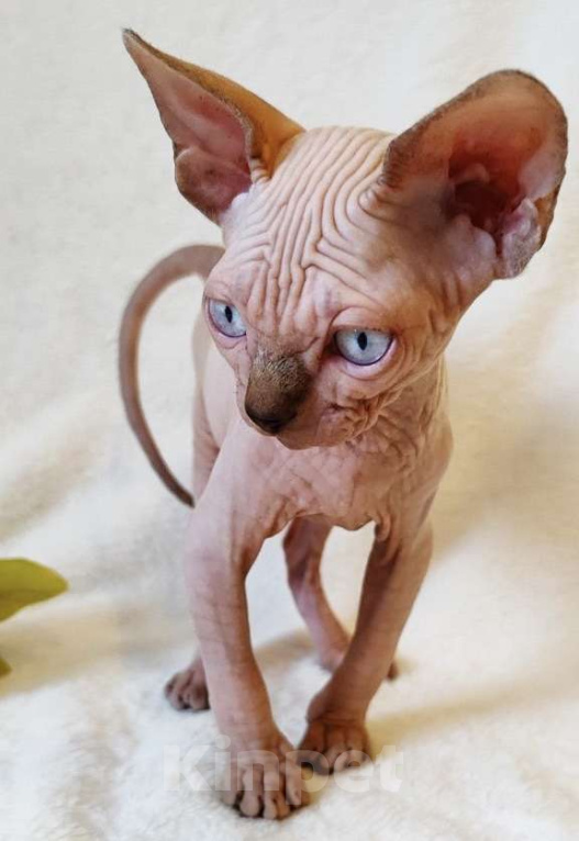 Кошки в Москве: Породный котёнок канадского сфинкса Мальчик, 40 000 руб. - фото 4