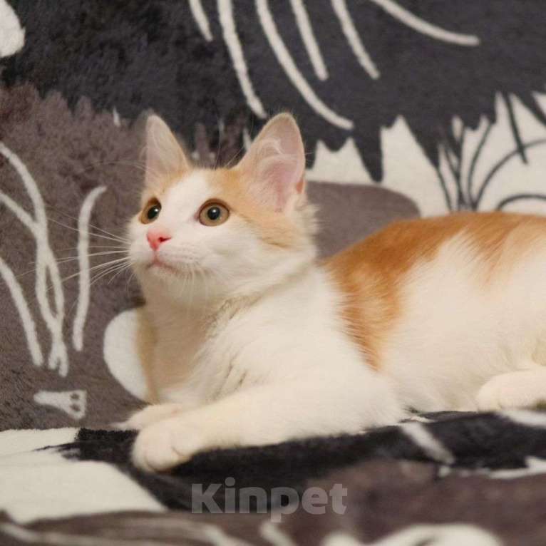 Кошки в Москве: Маленький бело-рыжий котик в поисках своей семьи 🤍 Мальчик, Бесплатно - фото 4