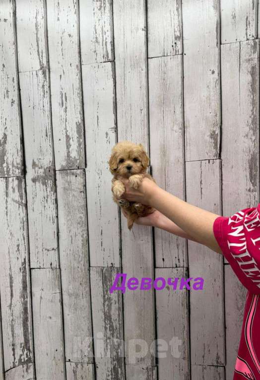 Собаки в Москве: Красивая девочка мальтипу F1 Девочка, 60 000 руб. - фото 1