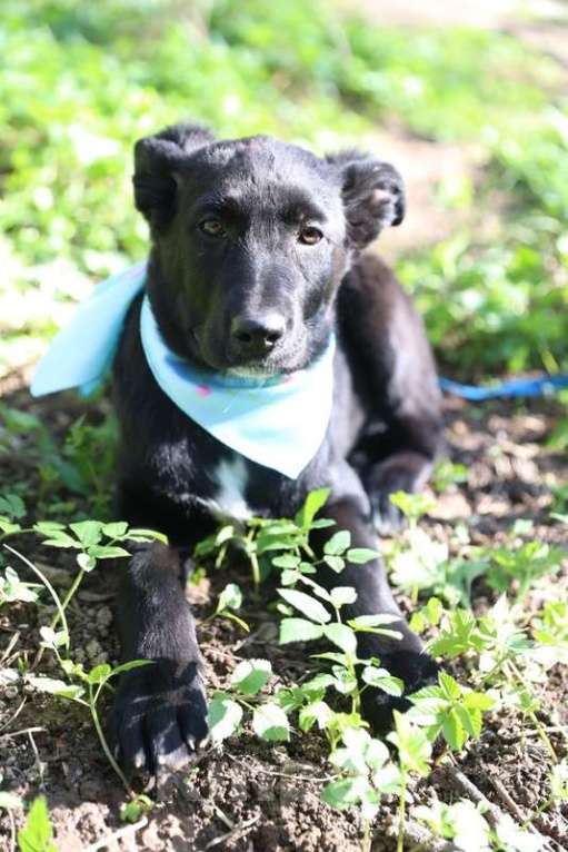 Собаки в Москве: Щенки метисы лабрадора и овчарки в добрые руки Девочка, Бесплатно - фото 8
