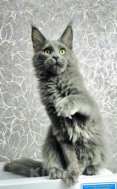 Кошки в Красноярске: Девочка мейн-кун  Девочка, Бесплатно - фото 5