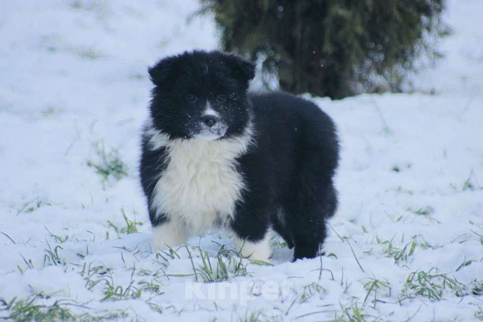 Собаки в других городах Московской области: Щенки Бордер Колли  Девочка, 90 000 руб. - фото 4