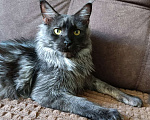 Кошки в Санкт-Петербурге: Кошка чёрный дым Девочка, 13 000 руб. - фото 2