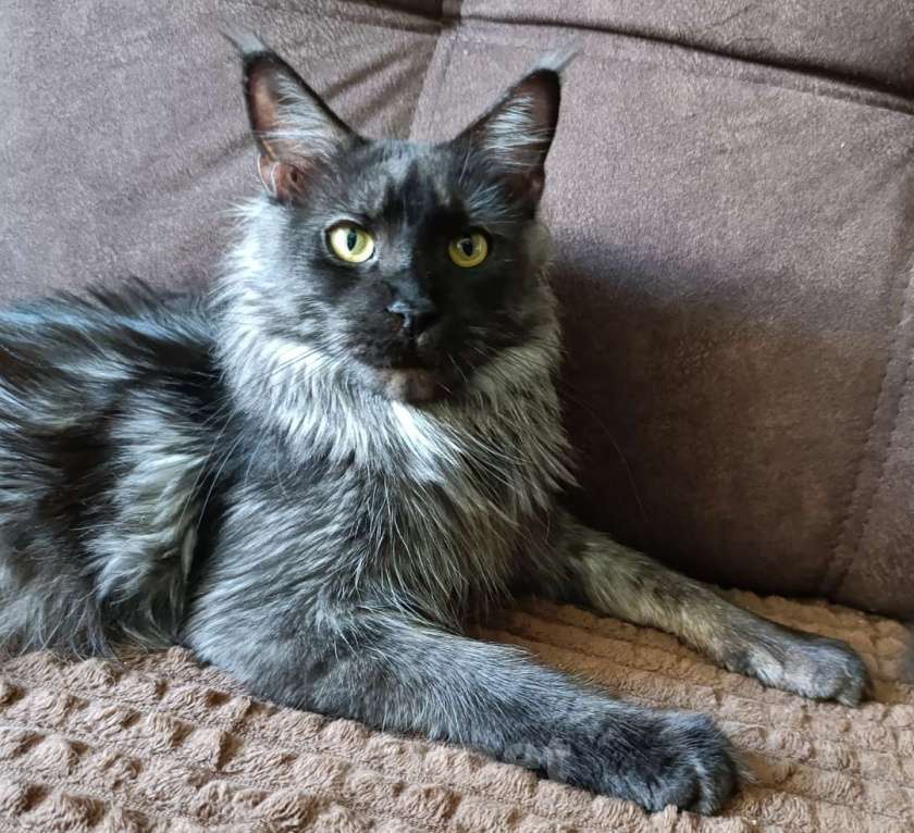 Кошки в Санкт-Петербурге: Кошка чёрный дым Девочка, 13 000 руб. - фото 2