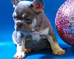 Собаки в Москве: Французский бульдог, щенок лиловая Девочка, 120 000 руб. - фото 2