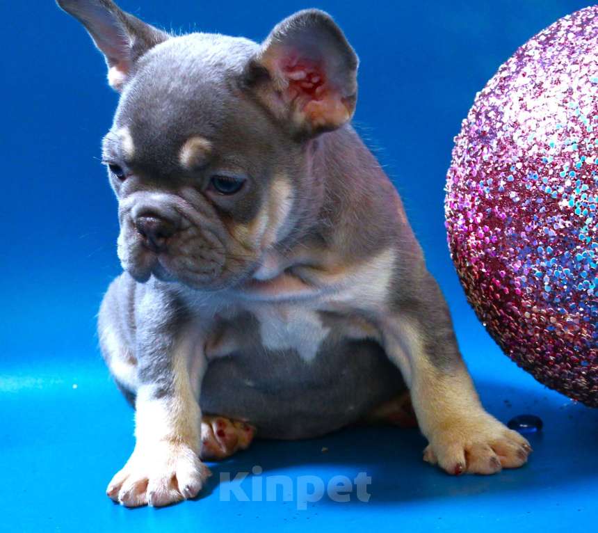 Собаки в Москве: Французский бульдог, щенок лиловая Девочка, 120 000 руб. - фото 2