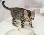 Кошки в Санкт-Петербурге: котята - бенгальчики Девочка, 30 000 руб. - фото 3