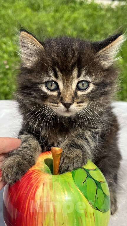 Кошки в Москве: Джей Мальчик, 500 руб. - фото 2