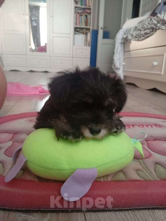 Собаки в Москве: Продам щенка Цвергшнауцера Девочка, 40 000 руб. - фото 7