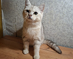 Кошки в Тамбове: Котята шотландские прямоухие ищут дом Мальчик, 3 000 руб. - фото 1