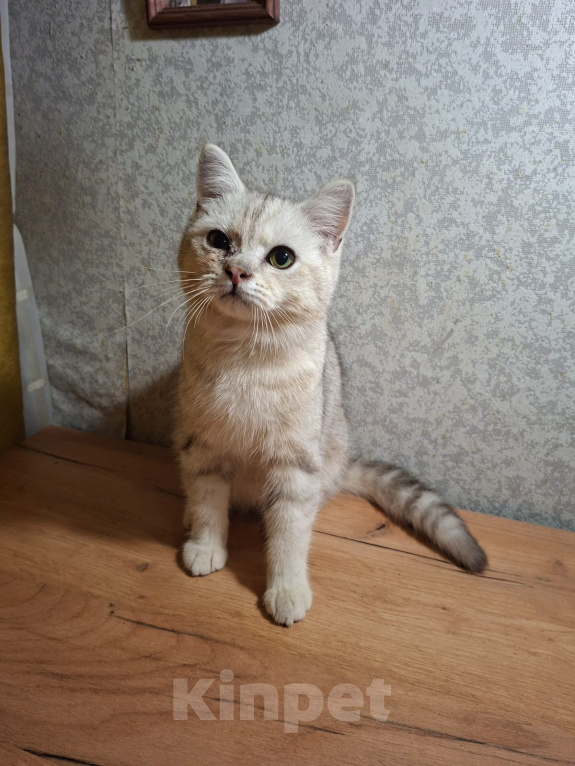 Кошки в Тамбове: Котята шотландские прямоухие ищут дом Мальчик, 3 000 руб. - фото 1