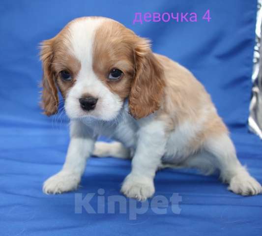 Собаки в Москве: Щенок кавалер кинг чарльз спаниель Девочка, 60 000 руб. - фото 2