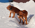 Собаки в Москве: Мальчик Родезийского Риджбека Мальчик, Бесплатно - фото 6