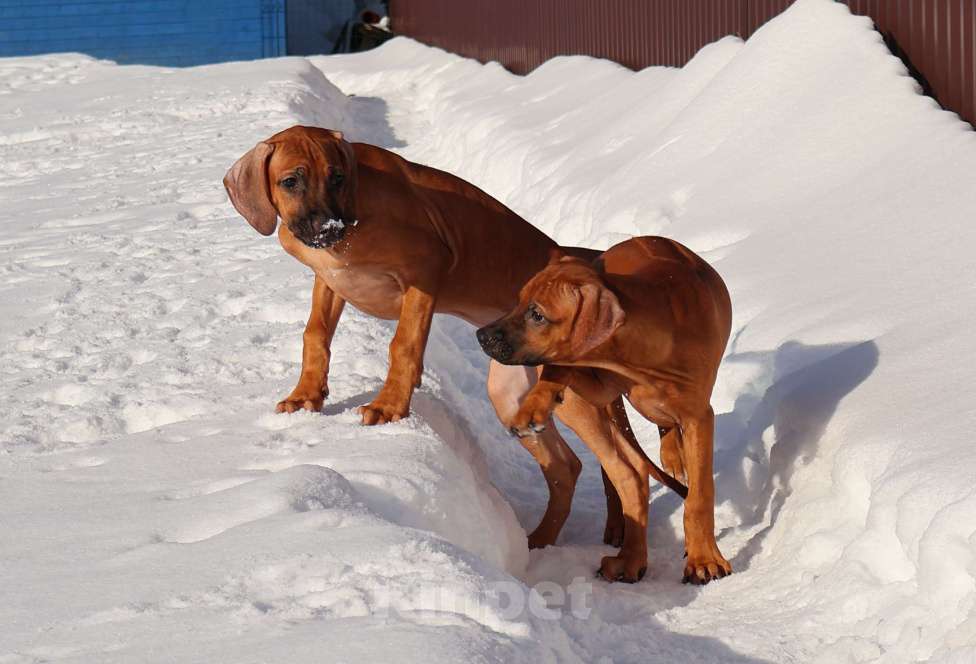 Собаки в Москве: Мальчик Родезийского Риджбека Мальчик, Бесплатно - фото 6