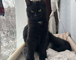 Кошки в Санкт-Петербурге: Черный котенок (девочка) в добрые руки Девочка, Бесплатно - фото 2