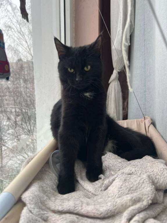 Кошки в Санкт-Петербурге: Черный котенок (девочка) в добрые руки Девочка, Бесплатно - фото 2