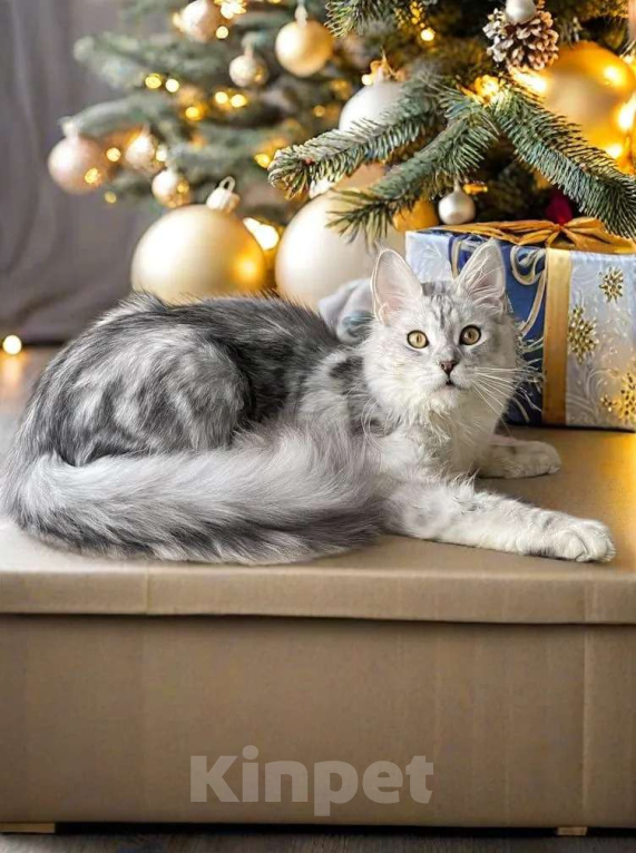 Кошки в Москве: КОТЯТА-МЕЙНКУНЯТА Девочка, 60 000 руб. - фото 4