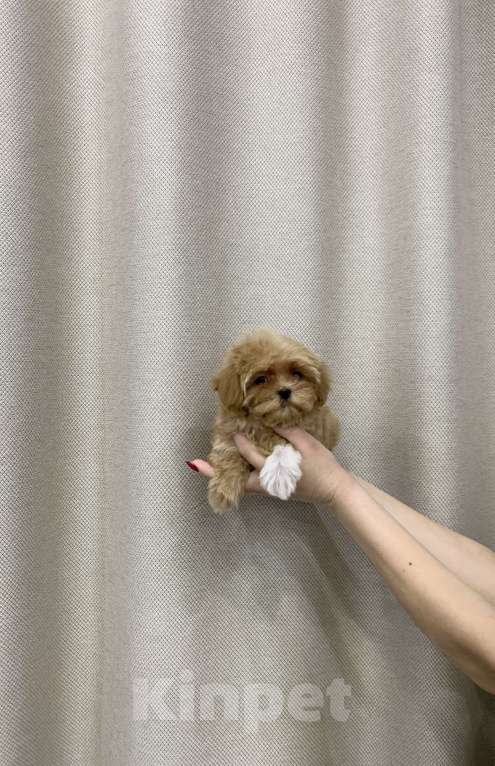 Собаки в других городах Московской области: Мальтипу Девочка  Девочка, 180 000 руб. - фото 1