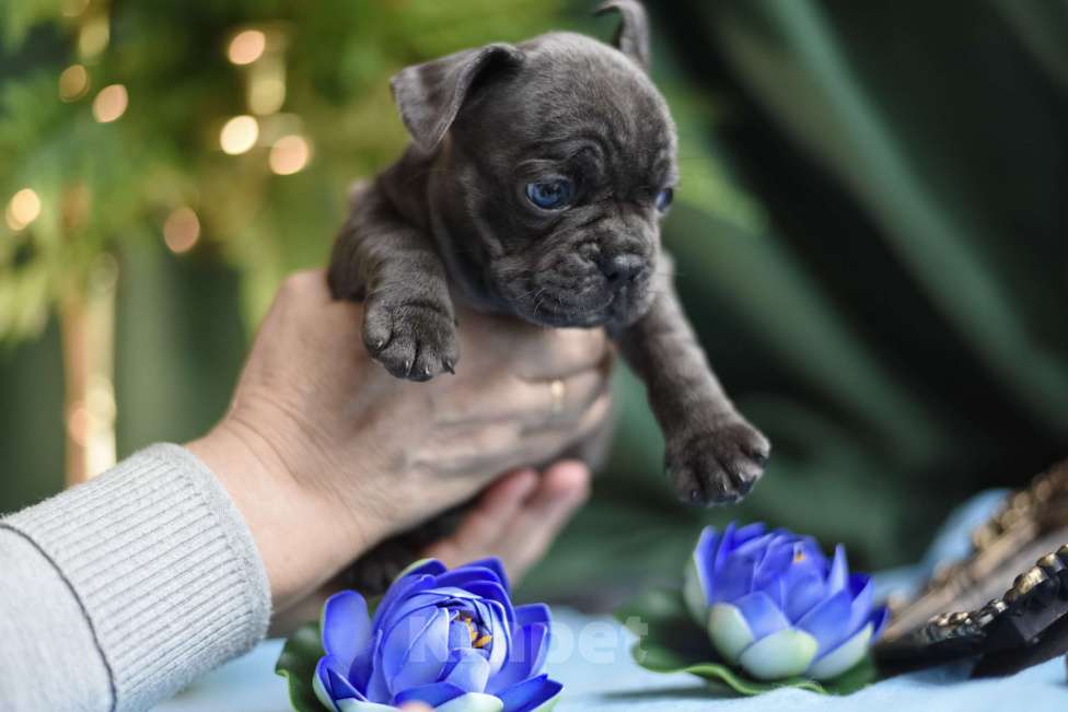 Собаки в Москве: мальчик голубой без подпала Мальчик, 65 000 руб. - фото 9