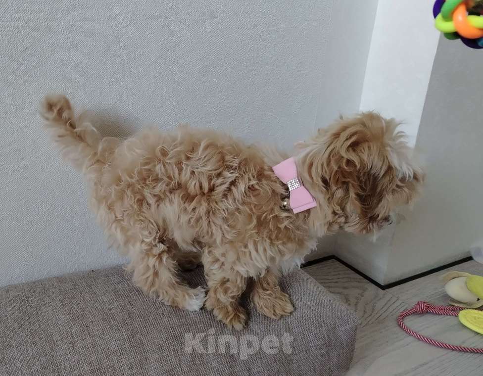 Собаки в других городах Московской области: Мальтипу Луна Девочка, 180 000 руб. - фото 4