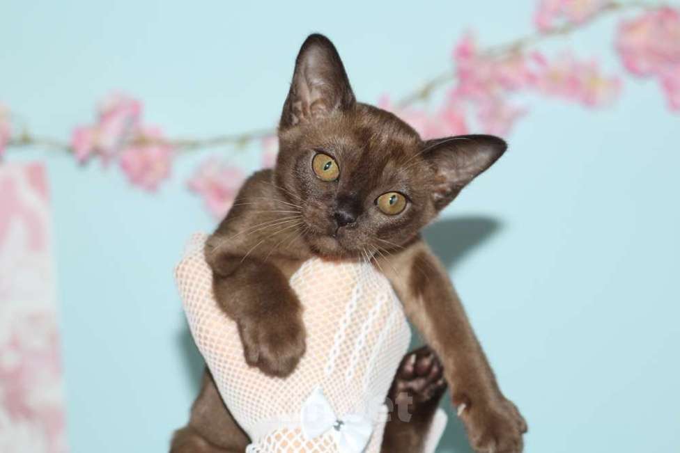 Кошки в Москве: Бурма - котята из питомника Разнополые, 90 000 руб. - фото 3