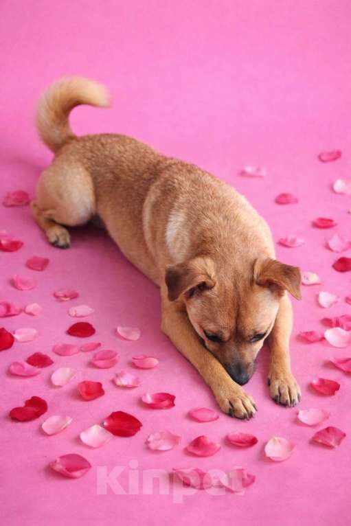 Собаки в Москве: Девочка Нюша ищет дом Девочка, Бесплатно - фото 3