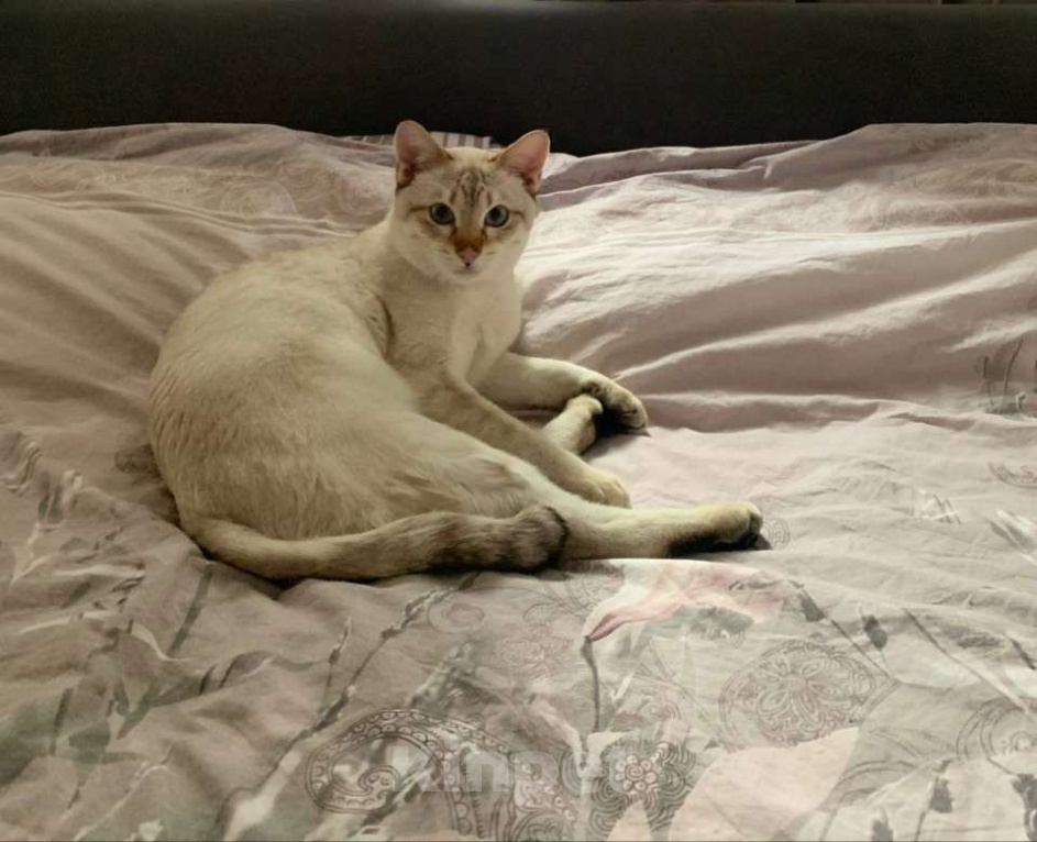 Кошки в Москве: Тайсон (домашний кот) Мальчик, 18 000 руб. - фото 3