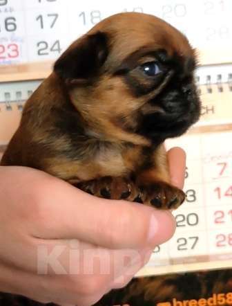 Собаки в Москве: пти брабансон мальчики рыженькие Мальчик, 45 000 руб. - фото 3