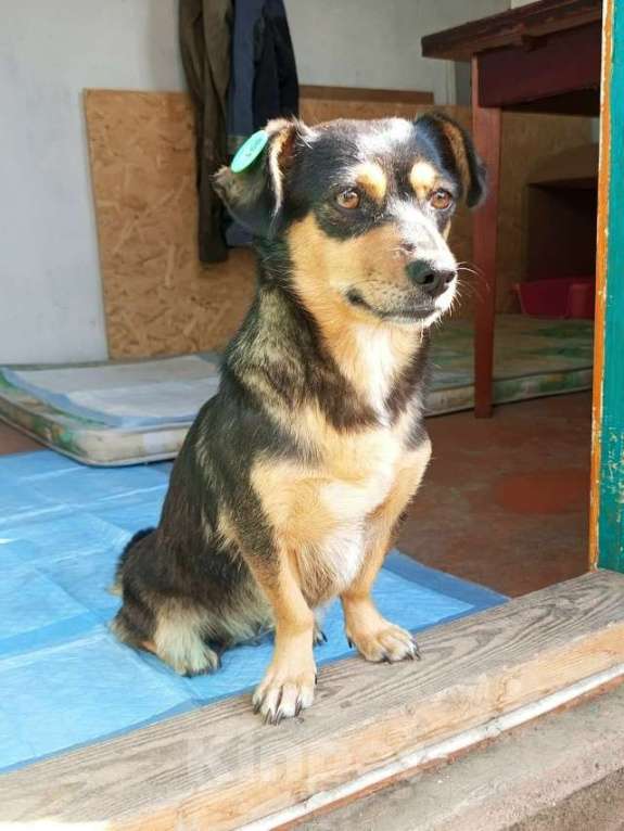 Собаки в Краснодаре: в добрые руки Девочка, 1 руб. - фото 1