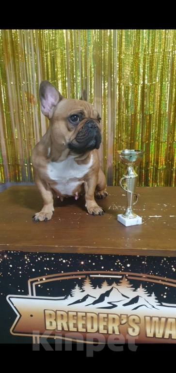 Собаки в Москве: Замечательный мальчик Мальчик, 70 000 руб. - фото 5