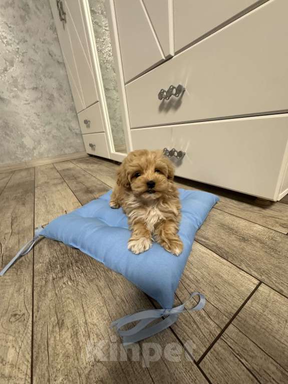 Собаки в Самаре: Девочка Мальтипу Девочка, 130 000 руб. - фото 2