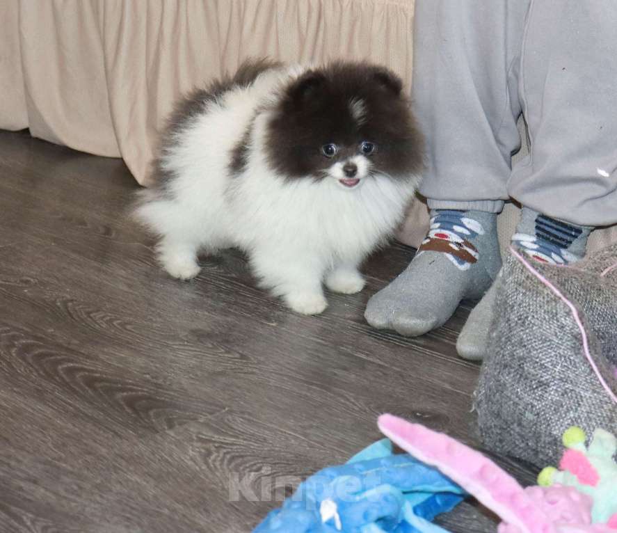 Собаки в Москве: Голубая девочка ШПИЦА померанского Девочка, 120 000 руб. - фото 2