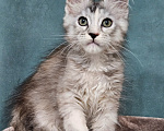 Кошки в Мытищах: Котёнок Мейн-кун Девочка, 40 000 руб. - фото 9