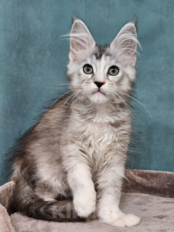 Кошки в Мытищах: Котёнок Мейн-кун Девочка, 40 000 руб. - фото 9