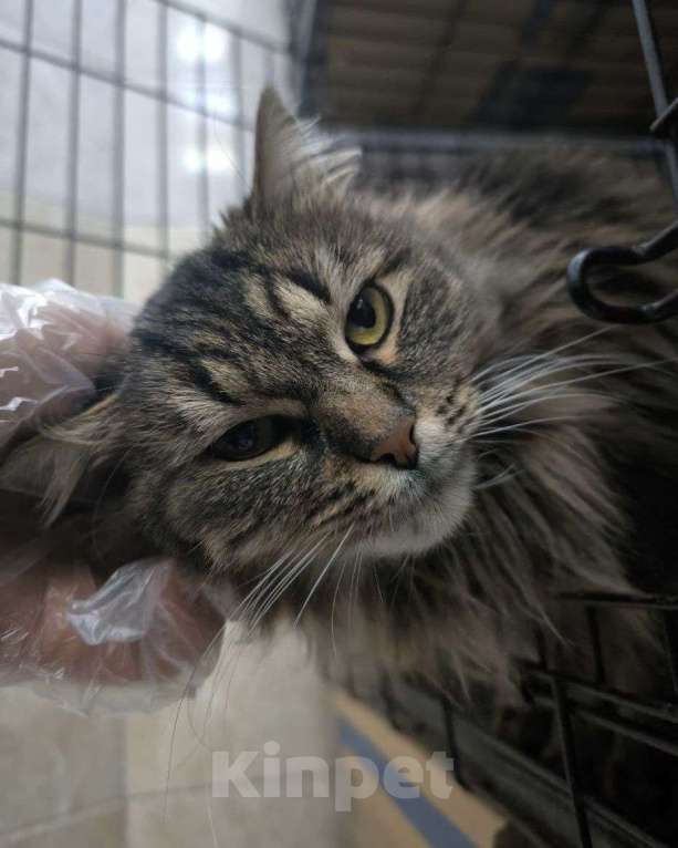 Кошки в Москве: Пушистая кошечка в добрые руки Девочка, Бесплатно - фото 1